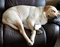 Bailey , a female Labrador Retriever for sale in New Lothrop, MI – Photo 8 of 10