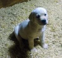 Bailey , a female Labrador Retriever for sale in New Lothrop, MI – Photo 2 of 10