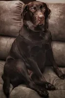 Bailey , a female Labrador Retriever for sale in New Lothrop, MI – Photo 6 of 10