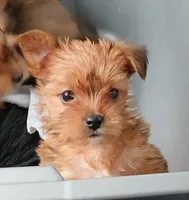 Ruby, a female Yorkshire Terrier for sale in New Lothrop, MI – 5 of 10