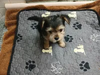 Tiny, a female Yorkshire Terrier for sale in New Lothrop, MI – 2 of 10