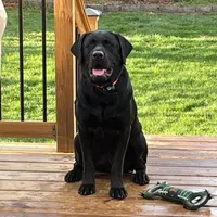 Bailey , a female Labrador Retriever for sale in New Lothrop, MI – Photo 10 of 10