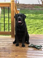 Bailey , a female Labrador Retriever for sale in New Lothrop, MI – Photo 10 of 10