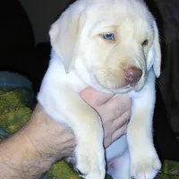 Bailey , a female Labrador Retriever for sale in New Lothrop, MI – Photo 3 of 10