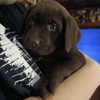 Bailey , a female Labrador Retriever for sale in New Lothrop, MI – Photo 9 of 10