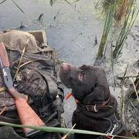Bailey , a female Labrador Retriever for sale in New Lothrop, MI – Photo 8 of 10