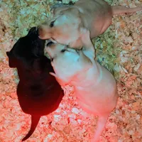 Bailey , a female Labrador Retriever for sale in New Lothrop, MI – Photo 1 of 10