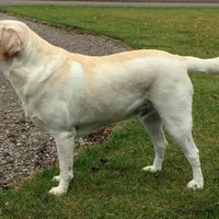 Bailey , a female Labrador Retriever for sale in New Lothrop, MI – Photo 2 of 10