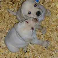 Bailey , a female Labrador Retriever for sale in New Lothrop, MI – Photo 6 of 10