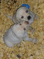 Bailey , a female Labrador Retriever for sale in New Lothrop, MI – Photo 6 of 10