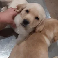 Bailey , a female Labrador Retriever for sale in New Lothrop, MI – Photo 5 of 10