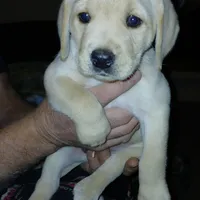 Bailey , a female Labrador Retriever for sale in New Lothrop, MI – Photo 4 of 10