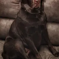 Bailey , a female Labrador Retriever for sale in New Lothrop, MI – Photo 7 of 10