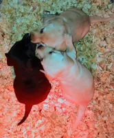 Carter, a female Labrador Retriever for sale in New Lothrop, MI – Photo 8 of 10