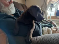 Carter, a female Labrador Retriever for sale in New Lothrop, MI – Photo 1 of 10