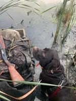 Carter, a female Labrador Retriever for sale in New Lothrop, MI – Photo 4 of 10