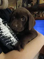 Carter, a female Labrador Retriever for sale in New Lothrop, MI – Photo 7 of 10