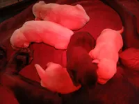 Carter, a female Labrador Retriever for sale in New Lothrop, MI – Photo 9 of 10