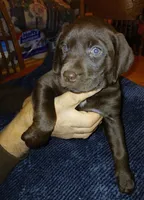 Carter, a female Labrador Retriever for sale in New Lothrop, MI – Photo 6 of 10