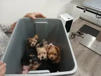Goldie , a female Yorkshire Terrier for sale in New Lothrop, MI – 4 of 10