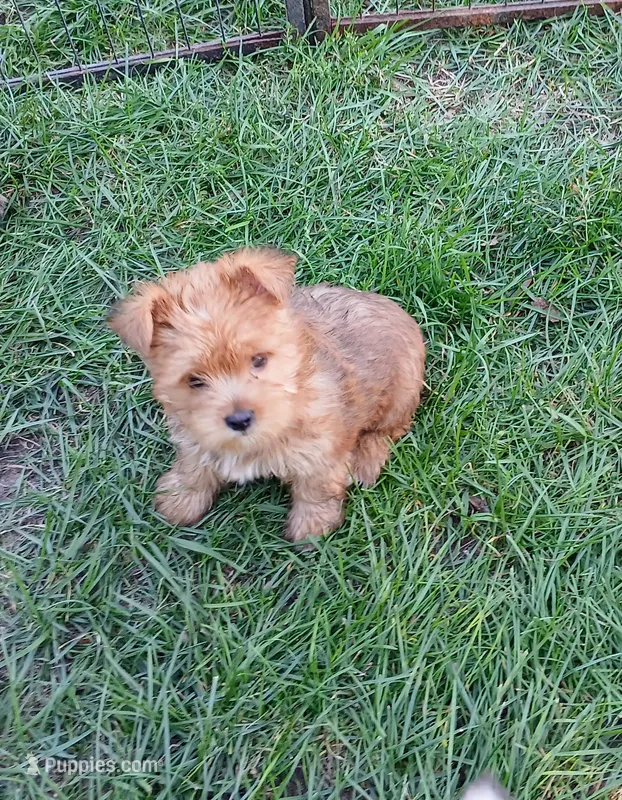 Ruby – Yorkshire Terrier puppy for sale in New Lothrop, MI