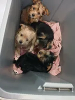 Goldie , a female Yorkshire Terrier for sale in New Lothrop, MI – 6 of 10