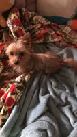 Ruby, a female Yorkshire Terrier for sale in New Lothrop, MI – 10 of 10