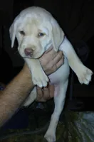 Yukon , a male Labrador Retriever for sale in New Lothrop, MI – Photo 2 of 10