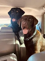 Yukon , a male Labrador Retriever for sale in New Lothrop, MI – Photo 10 of 10