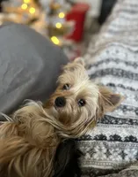 Tiny, a female Yorkshire Terrier for sale in New Lothrop, MI – 7 of 10