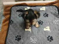 Tiny, a female Yorkshire Terrier for sale in New Lothrop, MI – 3 of 10