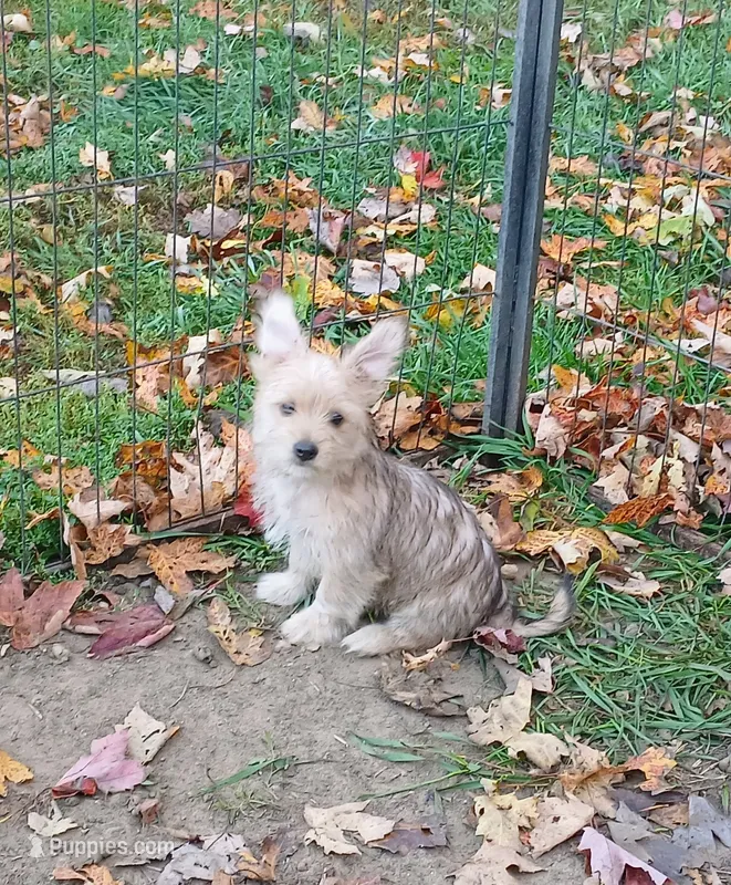Goldie  – Yorkshire Terrier, Biewer puppy for sale in New Lothrop, MI