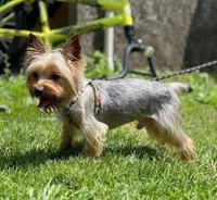 Goldie , a female Yorkshire Terrier for sale in New Lothrop, MI – 7 of 10