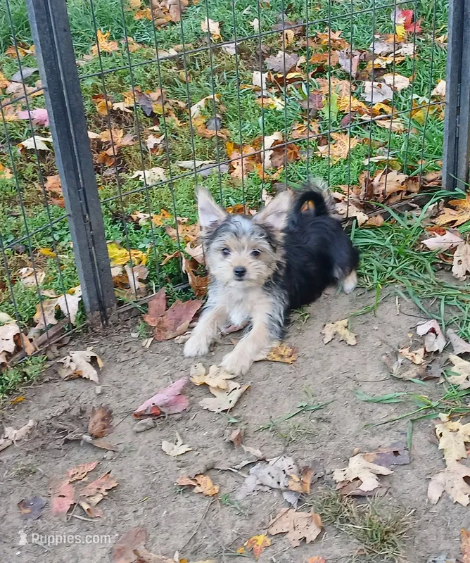 Tiny – Yorkshire Terrier, Biewer puppy for sale in New Lothrop, MI