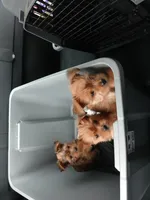 Peanut , a male Biewer for sale in New Lothrop, MI – Photo 10 of 10