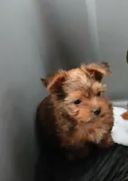 Peanut , a male Biewer for sale in New Lothrop, MI – Photo 2 of 10