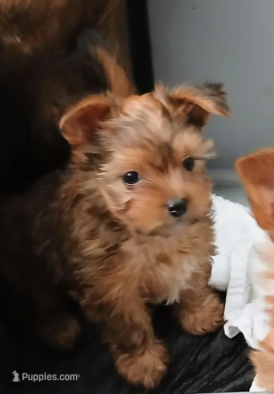 Peanut  – Biewer puppy for sale in New Lothrop, MI