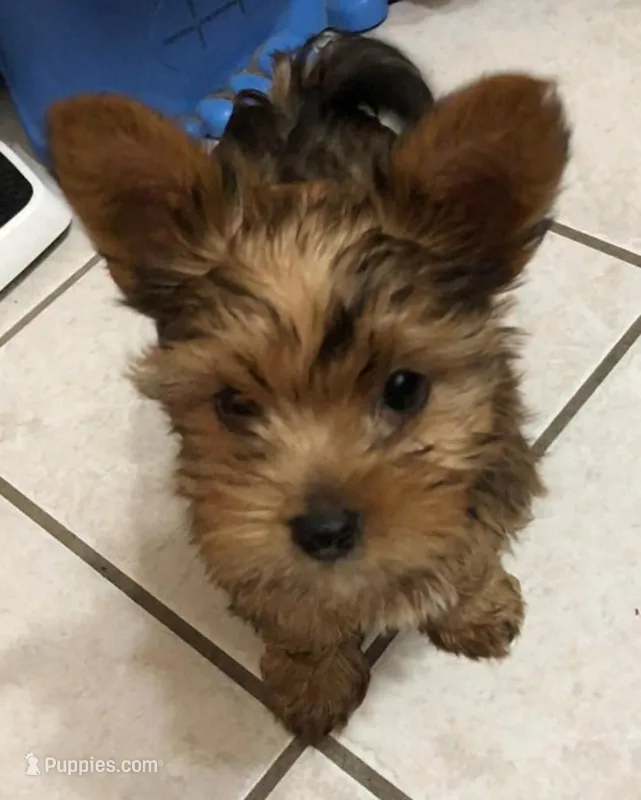 Peanut  – Biewer puppy for sale in New Lothrop, MI