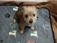Goldie , a female Yorkshire Terrier for sale in New Lothrop, MI – 3 of 10