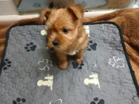 Ruby, a female Yorkshire Terrier for sale in New Lothrop, MI – 4 of 10