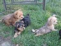 Ruby, a female Yorkshire Terrier for sale in New Lothrop, MI – 3 of 10
