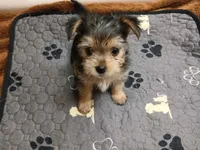 Tiny, a female Yorkshire Terrier for sale in New Lothrop, MI – 1 of 10