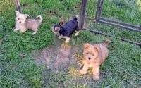 Ruby, a female Yorkshire Terrier for sale in New Lothrop, MI – 2 of 10