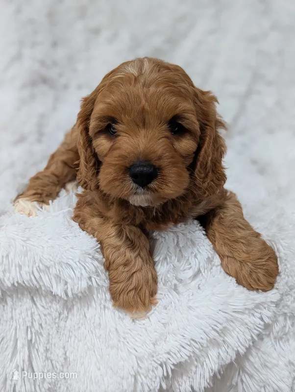 Champ  – Cavapoo puppy for sale in Sugarcreek, OH