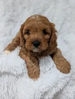 Champ , a male Cavapoo for sale in Sugarcreek, OH – 1 of 4