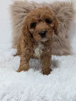 Toby, a male Cavapoo for sale in Sugarcreek, OH – 4 of 4