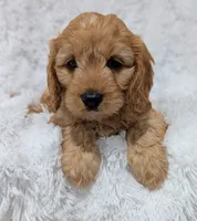 Kobie , a male Cavapoo for sale in Sugarcreek, OH – 3 of 5