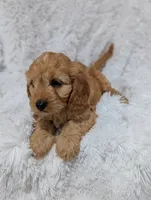 Kobie , a male Cavapoo for sale in Sugarcreek, OH – 4 of 5
