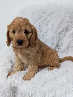Kobie , a male Cavapoo for sale in Sugarcreek, OH – 5 of 5