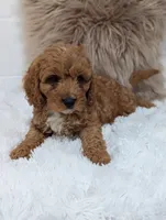Toby, a male Cavapoo for sale in Sugarcreek, OH – 1 of 4